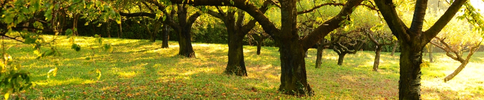 Ceriseraie La Roche Blanche
