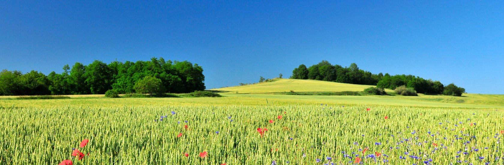 Champ de blé sur le plateau de Corent