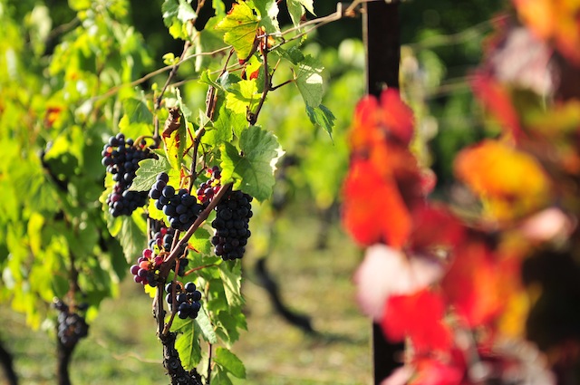 Gergovie - Arverniales - office de tourisme de Gergovie - AOC côtes d'Auverne -sources thermales val d'Allier - archéologie - oppidum - arverne - Corent