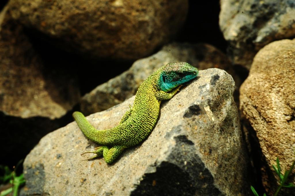 Lacerta bilineata - lézard vert - © OT GVA Musée de site Maison de Gergovie mobilier archéologique - guerre des gaules - César - bataille - Vercingétorix - luern - celtillos - celtill - vergobret