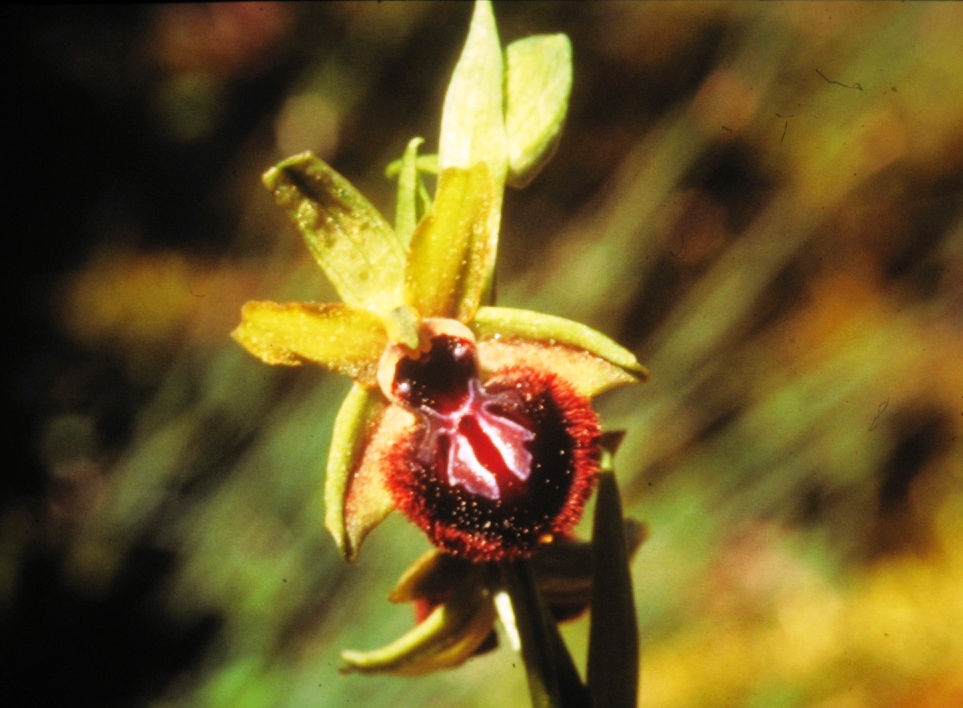 Ophrys apifera / Ophrys abeille - © OT GVA Musée de site Maison de Gergovie mobilier archéologique - guerre des gaules - César - bataille - Vercingétorix - luern - celtillos - celtill - vergobret