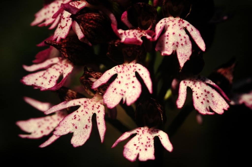 Orchis pourpre (Orchis purpurea) - © OT GVA Musée de site Maison de Gergovie mobilier archéologique - guerre des gaules - César - bataille - Vercingétorix - luern - celtillos - celtill - vergobret