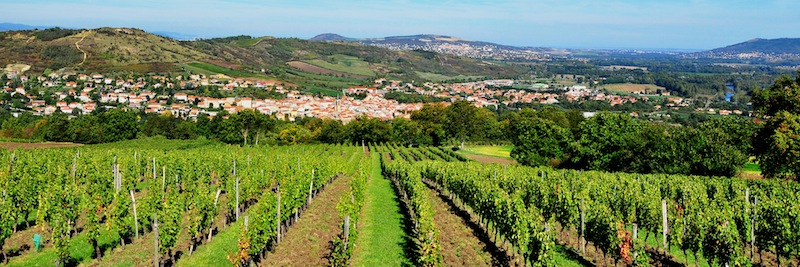 Vue panoramique de vignes Gergovie - Arverniales - office de tourisme de Gergovie - AOC côtes d'Auverne -sources thermales val d'Allier - archéologie - oppidum - arverne - Corent