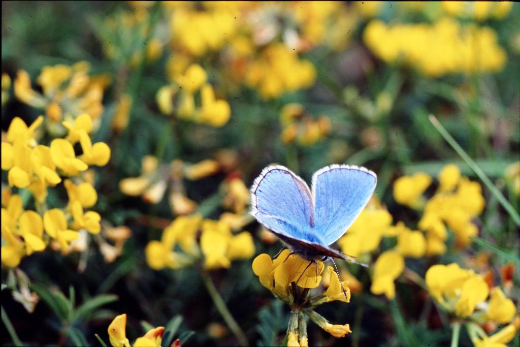 Un des milliers de papillons du puy de Mardou (coteaux de Gergovie) - © OT GVA Musée de site Maison de Gergovie mobilier archéologique - guerre des gaules - César - bataille - Vercingétorix - luern - celtillos - celtill - vergobret