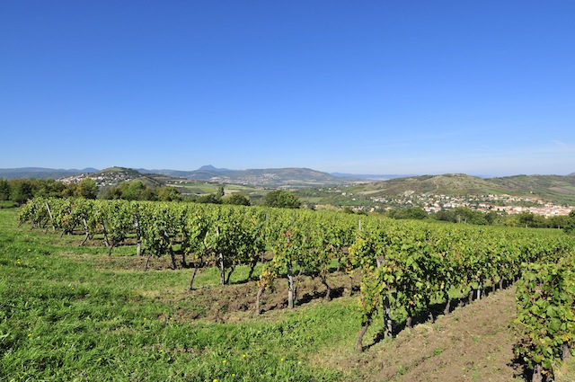 Vignes Gergovie - Arverniales - office de tourisme de Gergovie - AOC côtes d'Auverne -sources thermales val d'Allier - archéologie - oppidum - arverne - Corent